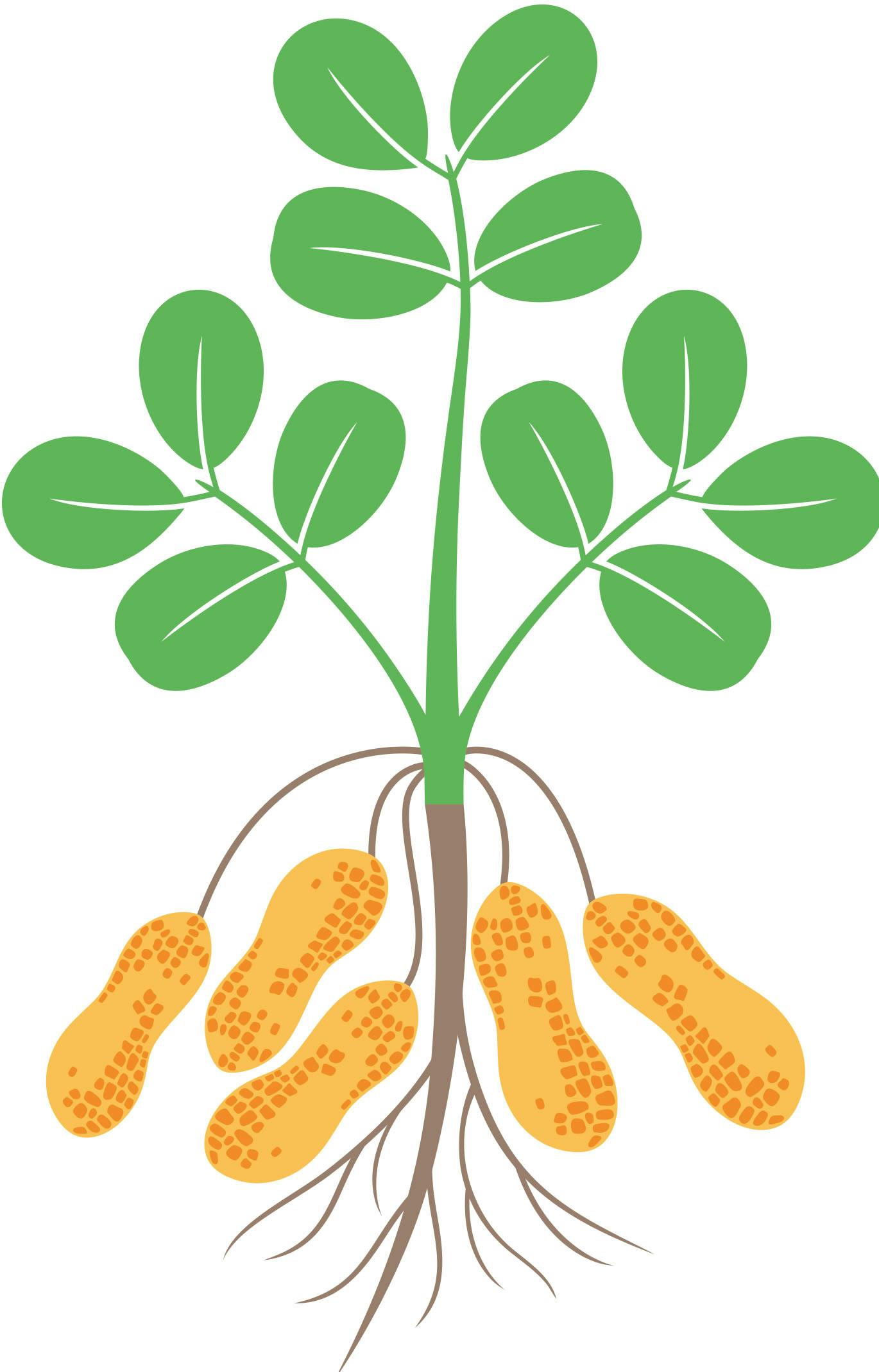 Illustration av jordnötsplantan