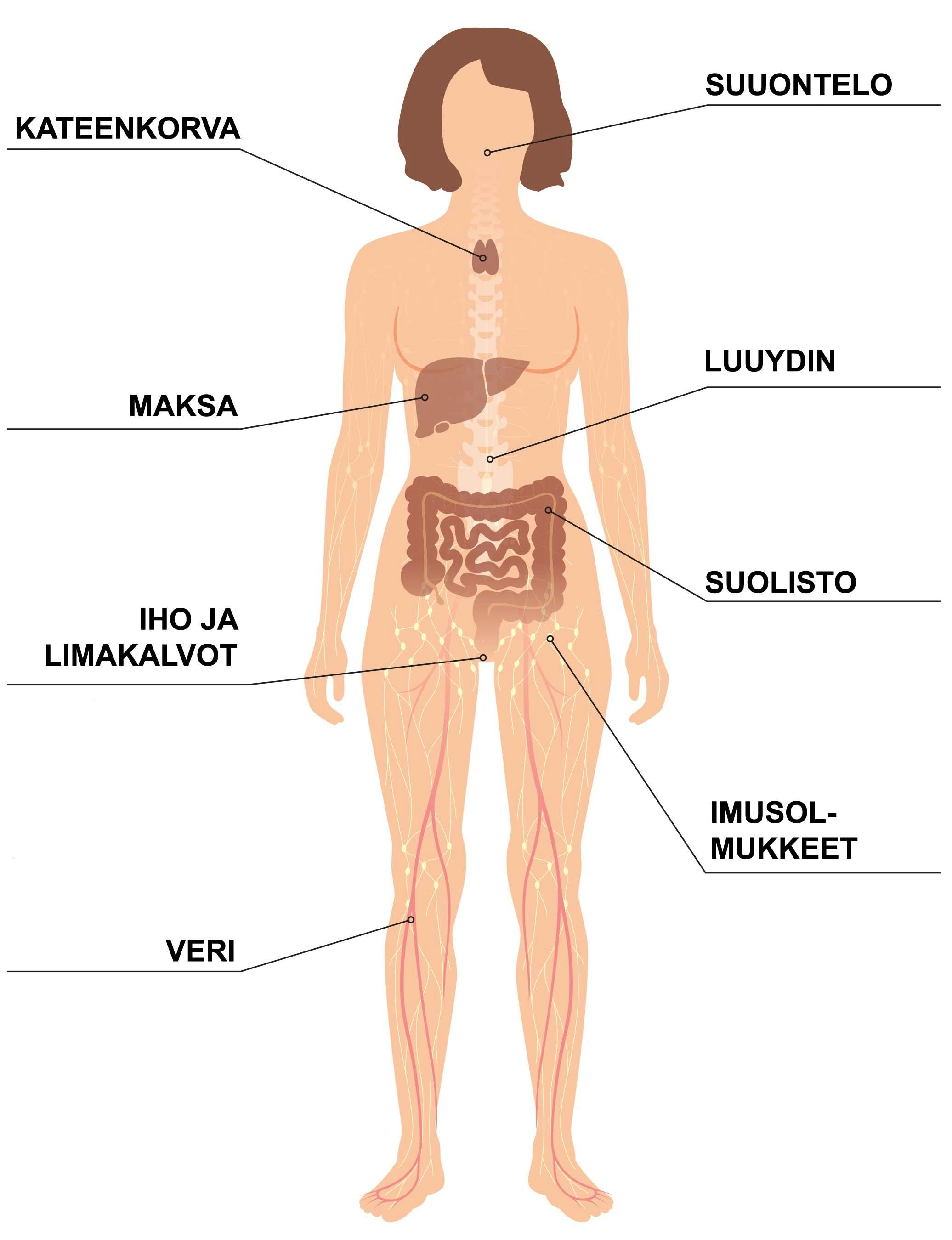 Missä vastustuskyky syntyy?