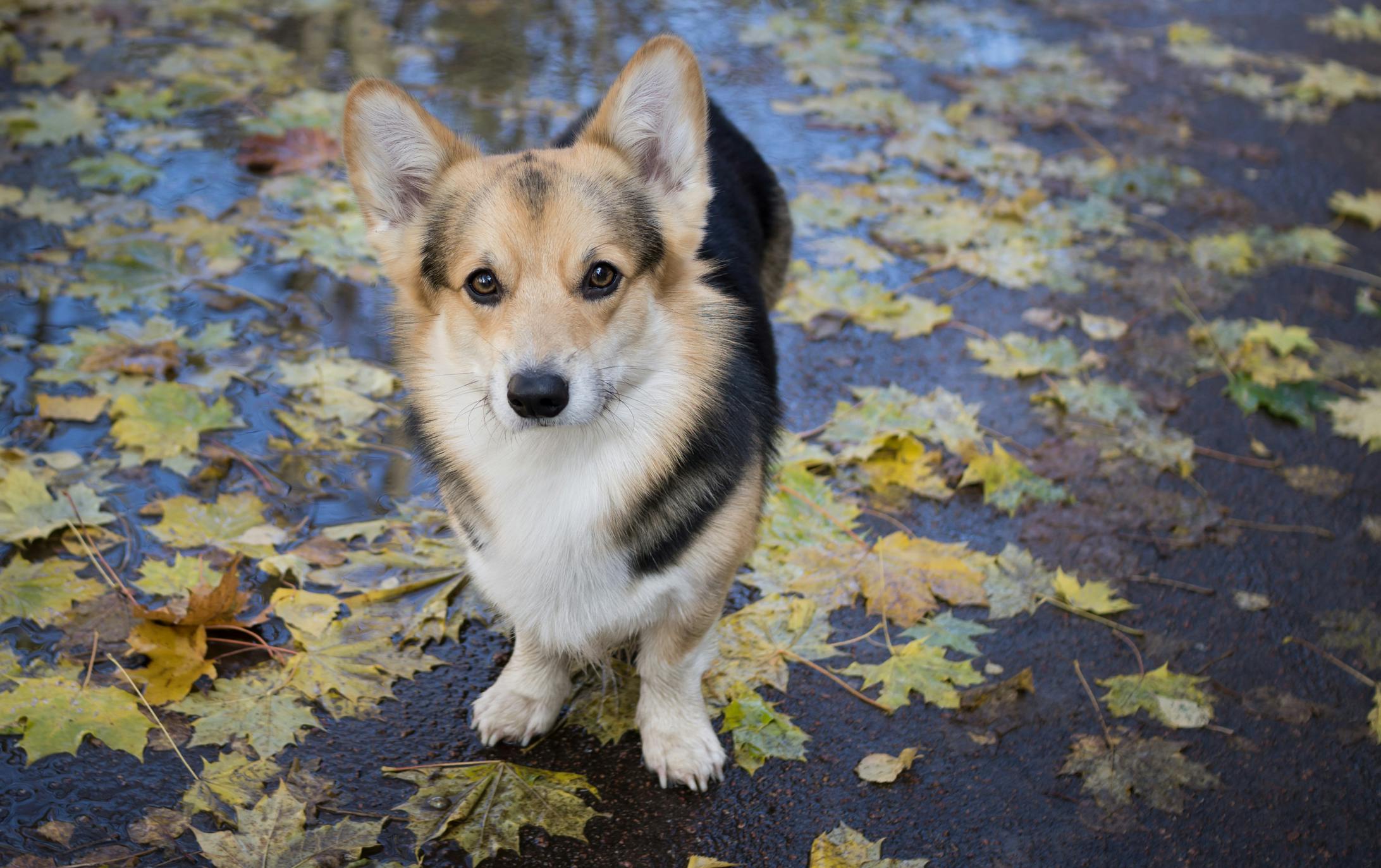 Corgi ja syksyn lehtiä