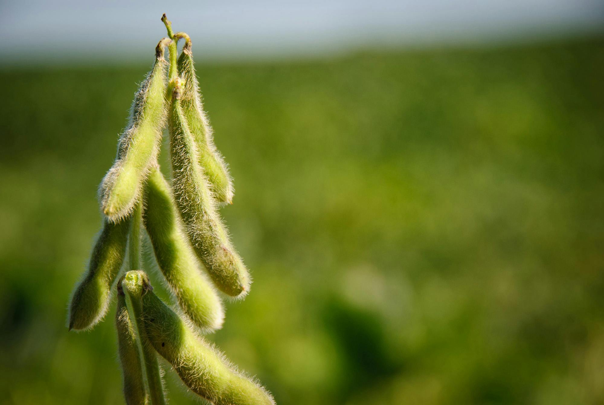 Soya bønner plante