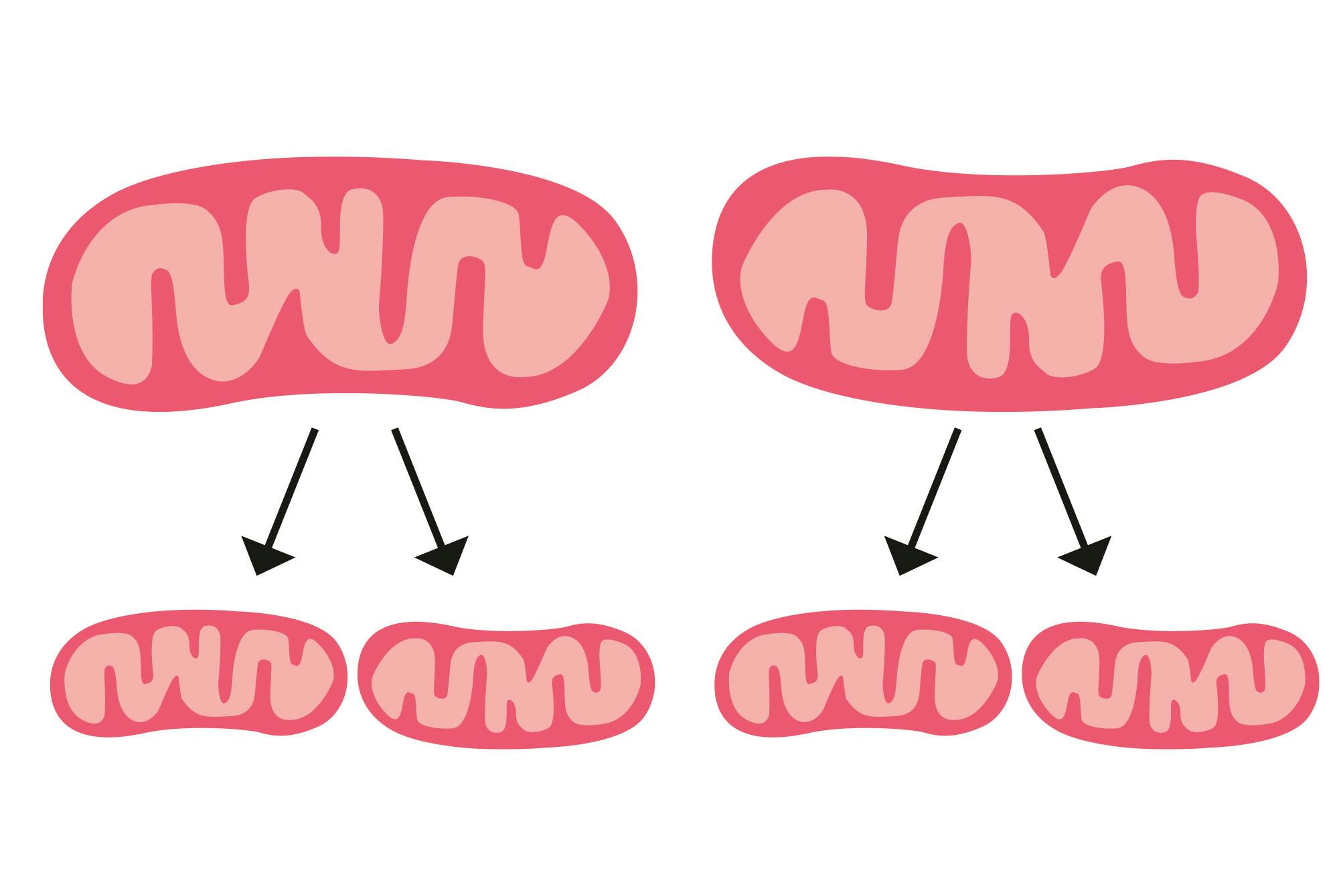 Spaltede mitokondrier