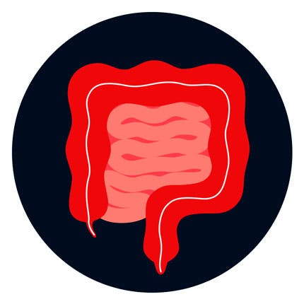 Grafikk av tarmsystemet