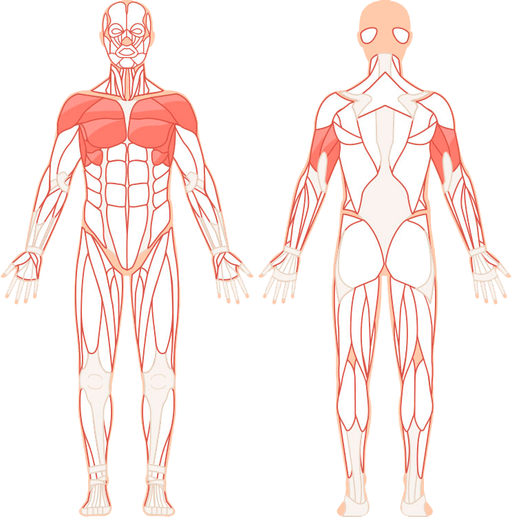 Illustrasjon av hvilke muskler som trener benkpress