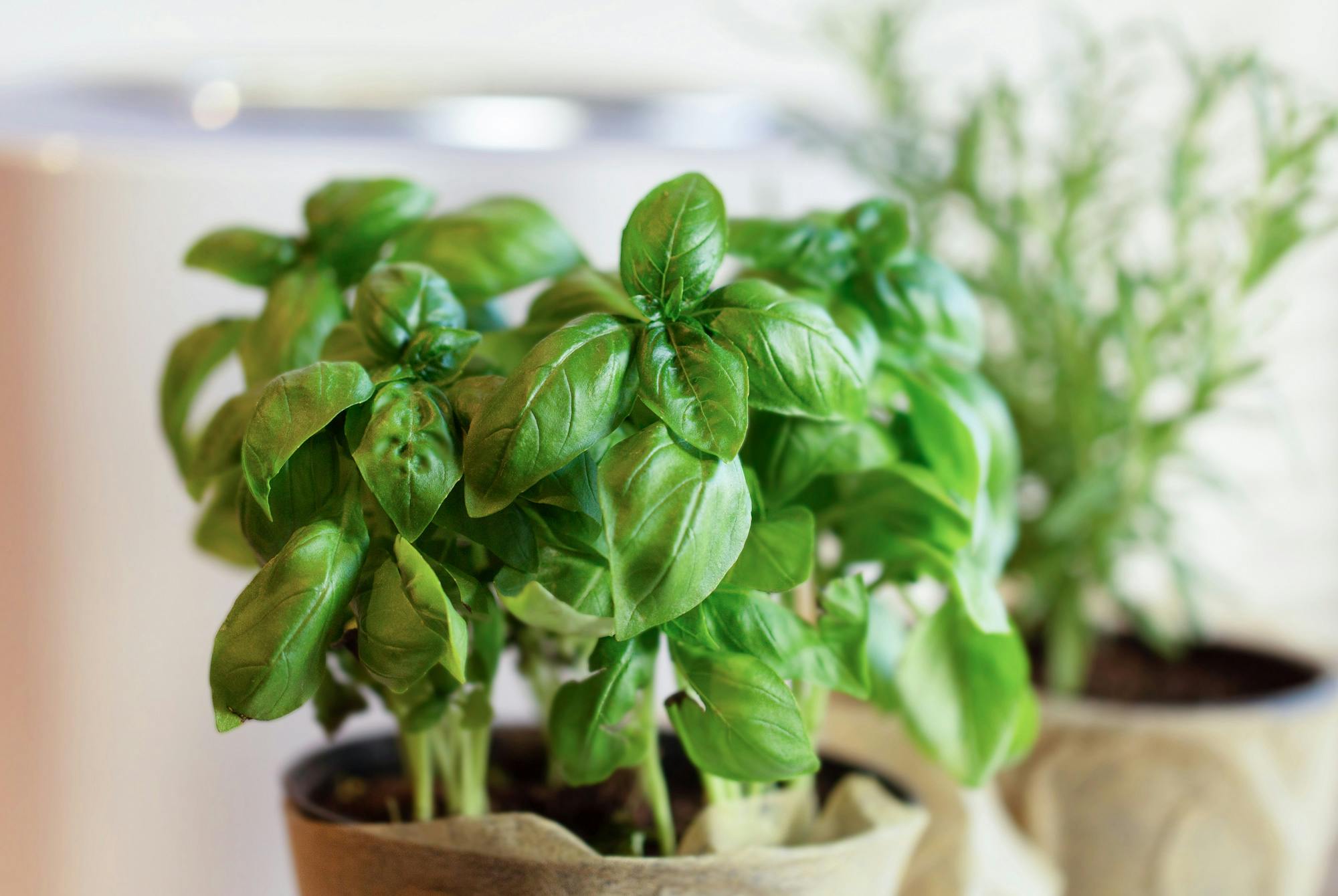 Basilikum i en potte i kjøkkenvinduet