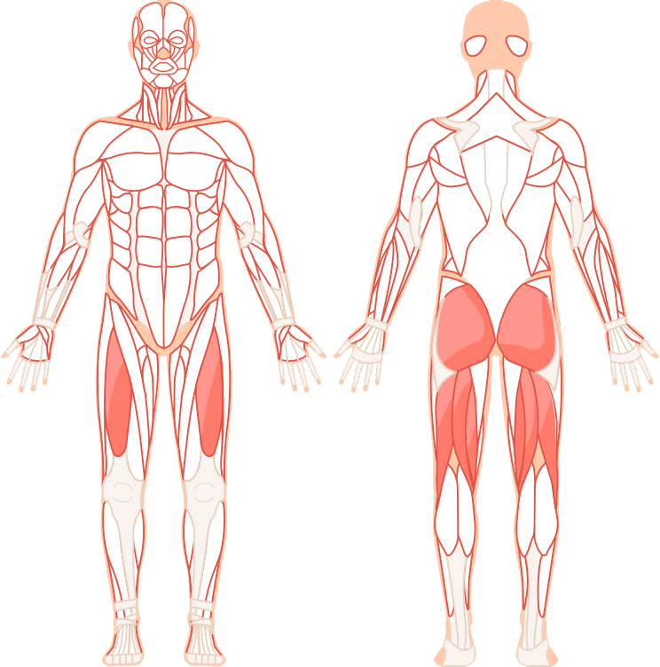 Havainnollistus lihaksista, joihin jalkaprässi / leg press vaikuttaa