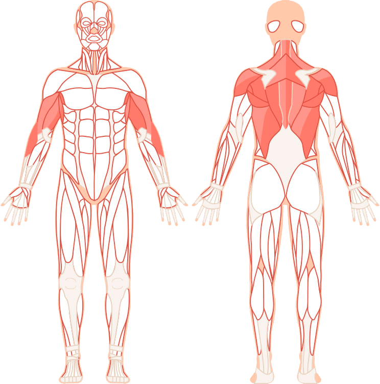 Illustration av vilka muskler stående rodd tränar