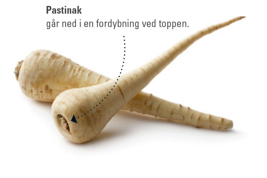Pastinak har en fordybning