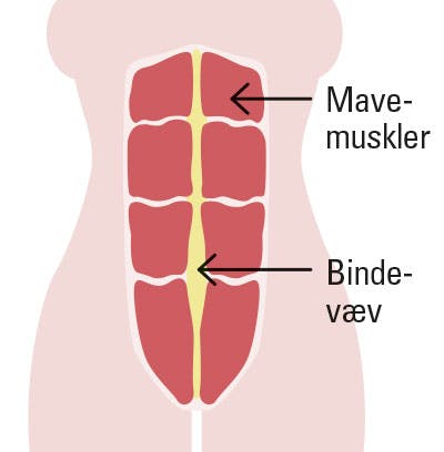 Tegning af almindelig mave