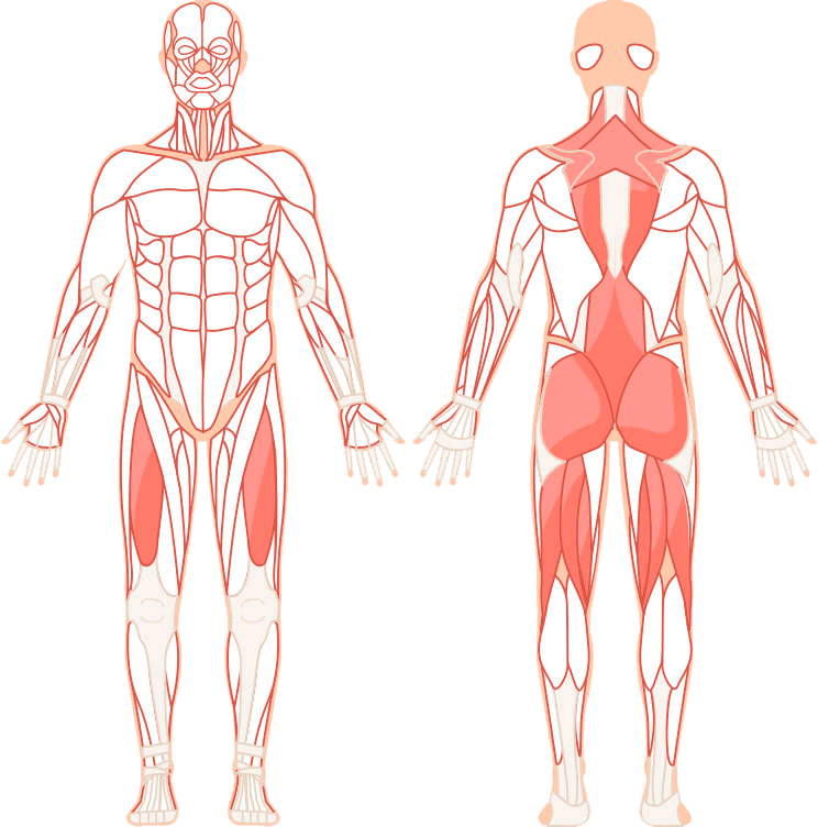 Aktiverede muskler Illustration af hvilke muskler dødløft rammer