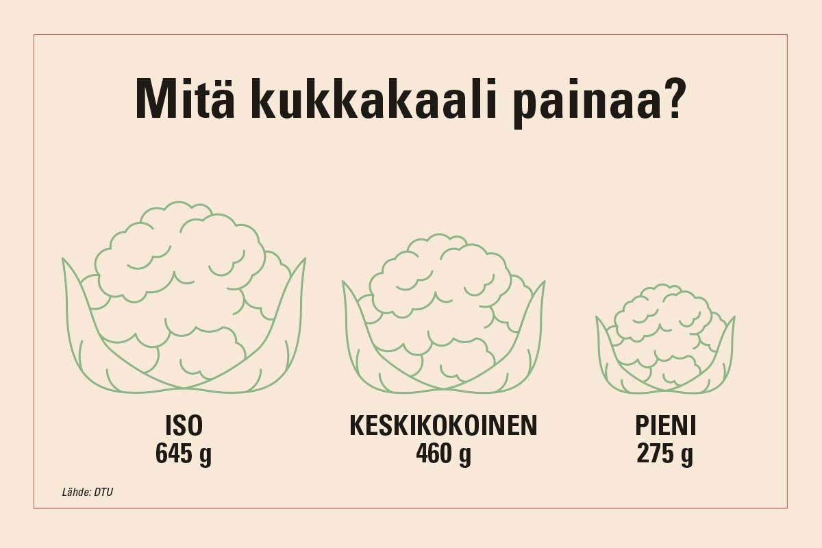 Piirroskuva, joka esittää pienen, keskikokoisen ja suuren kukkakaalin painon.