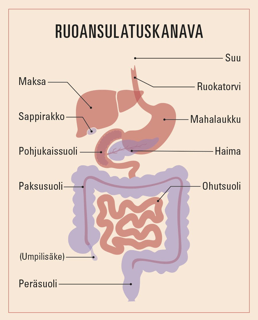 Piirroskuva, jossa on esitetty ruoansulatusjärjestelmään kuuluvat sisäelimet.