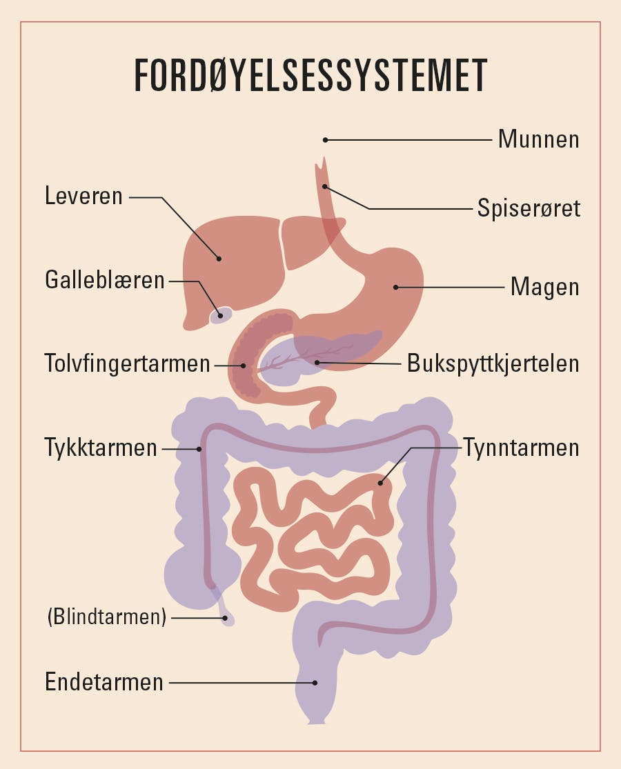 Fordøyelsessystemet illustrasjonen viser de indre organene i fordøyelsessystemet
