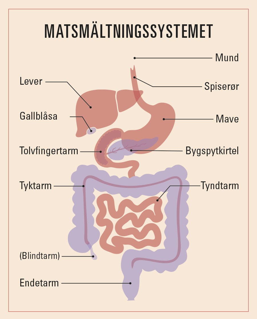 illustrationen visar de inre organen i matsmältningssystemet