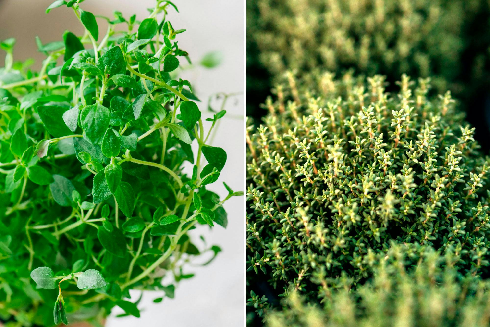 Timjami, eri muunnoksia