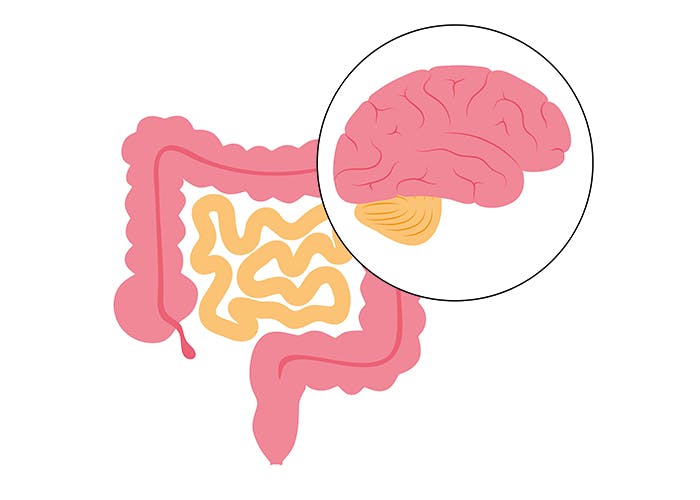 Illustration av GLP-1 effekt i hjärnan