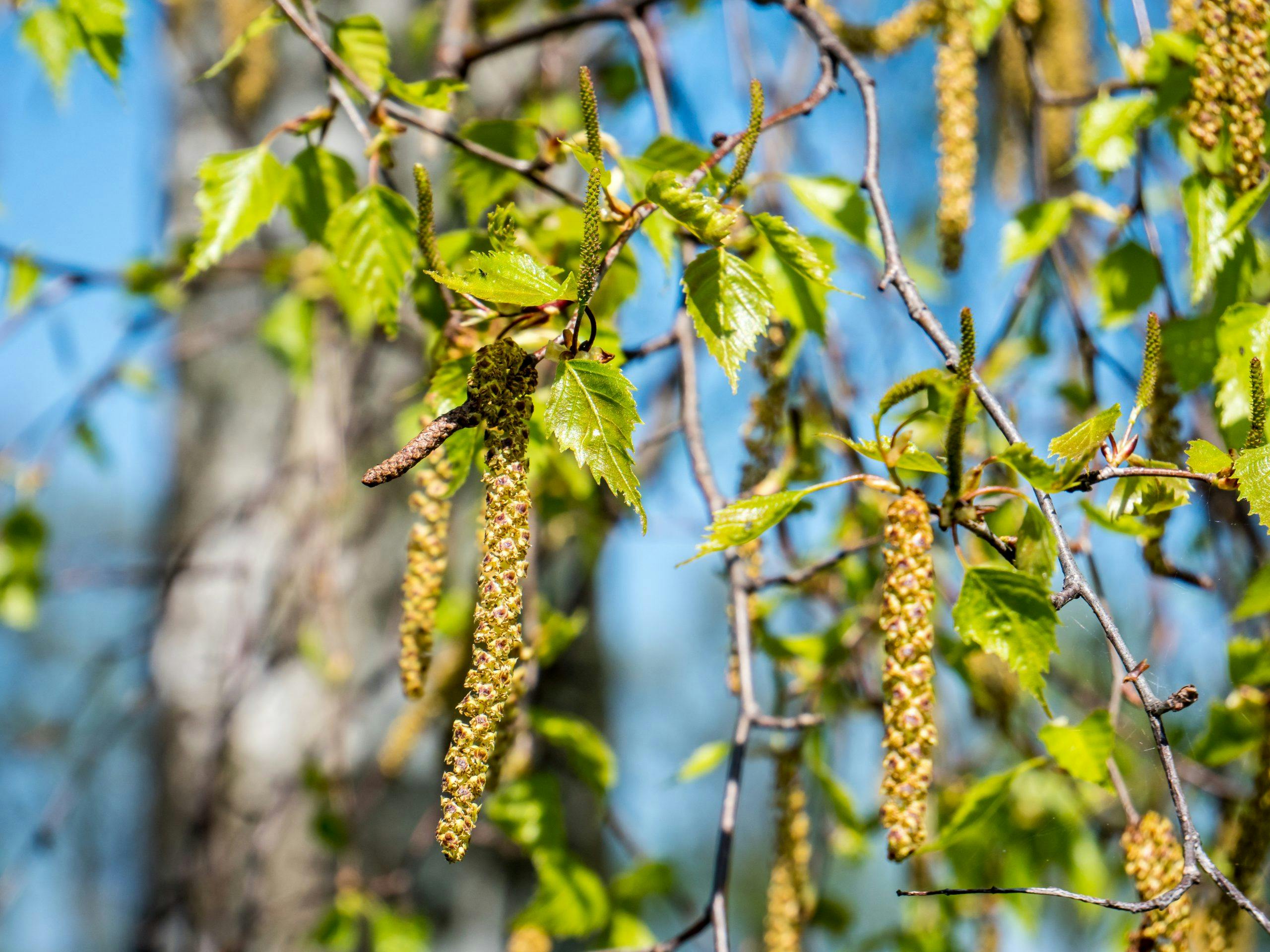 Birkepollen