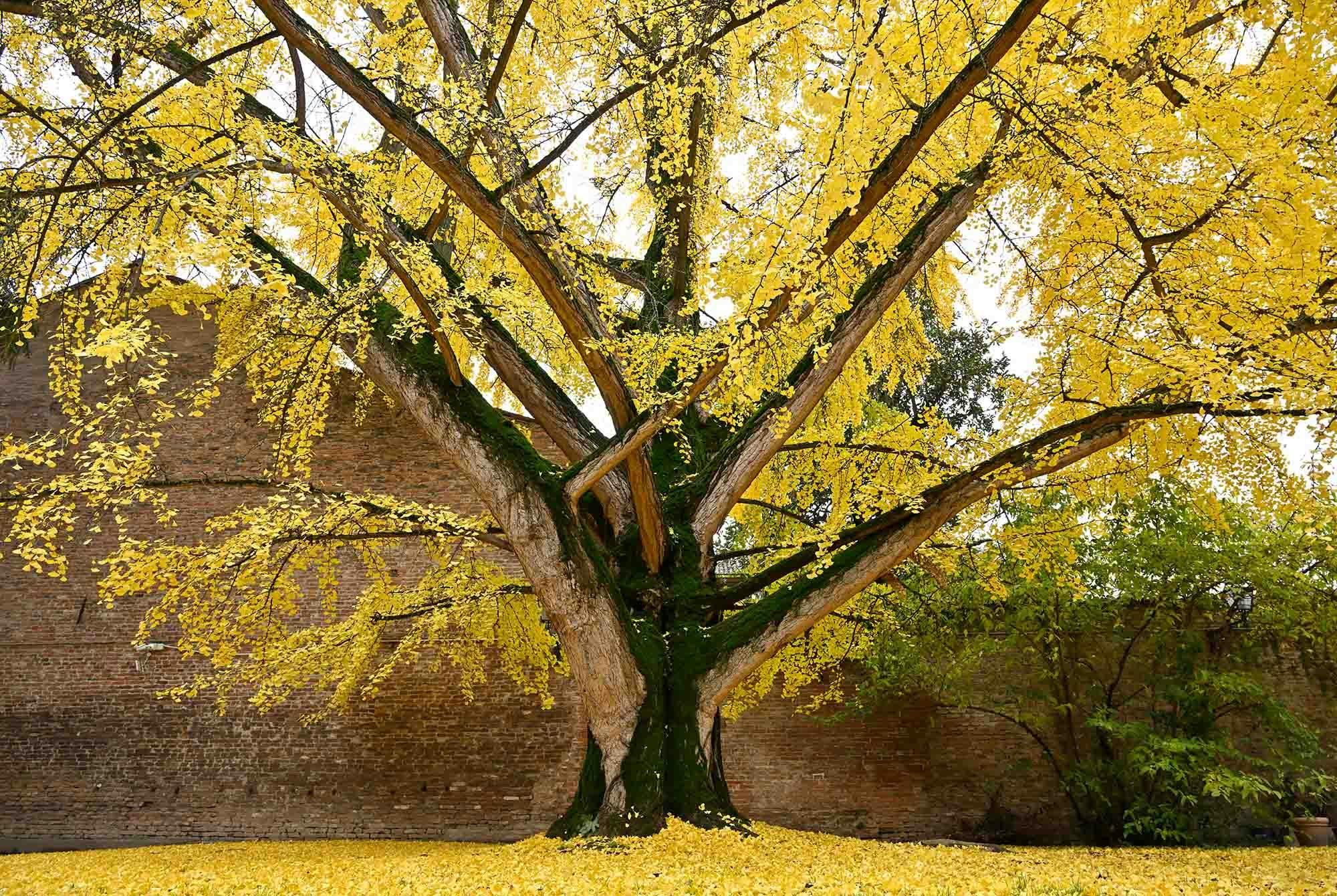 Ginko biloba neidonhiuspuu