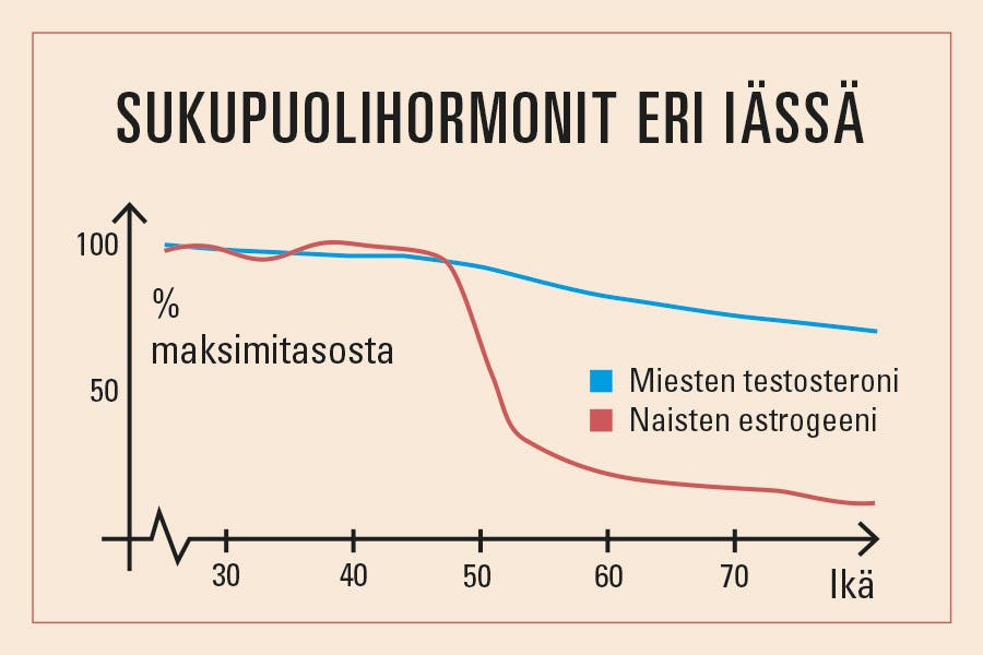 Kaavio sukupuolihormonien tuotannosta aikuisiällä.