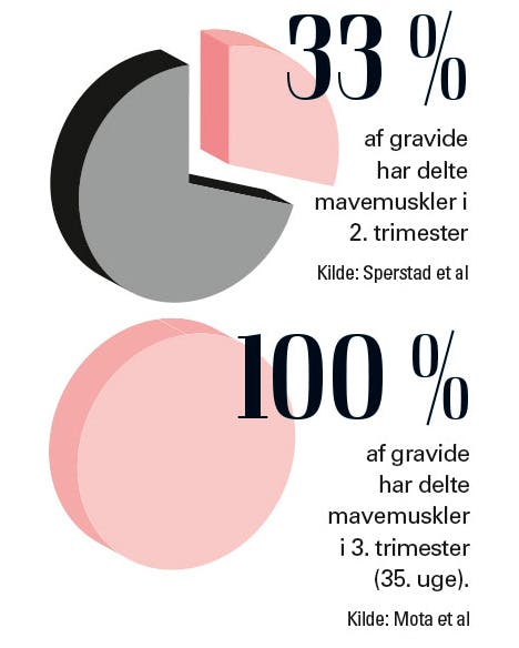 Grafik delte mavemuskler