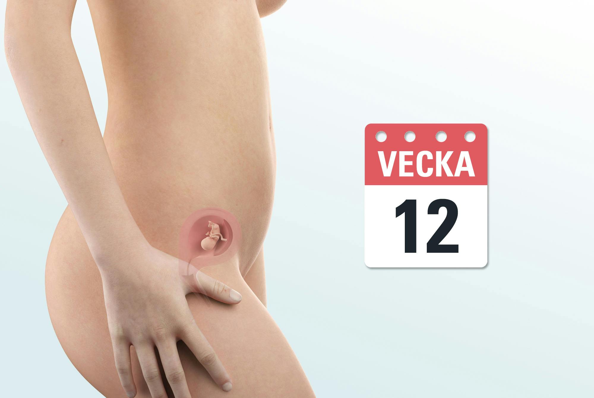 Gravid vecka 12 – mage och foster