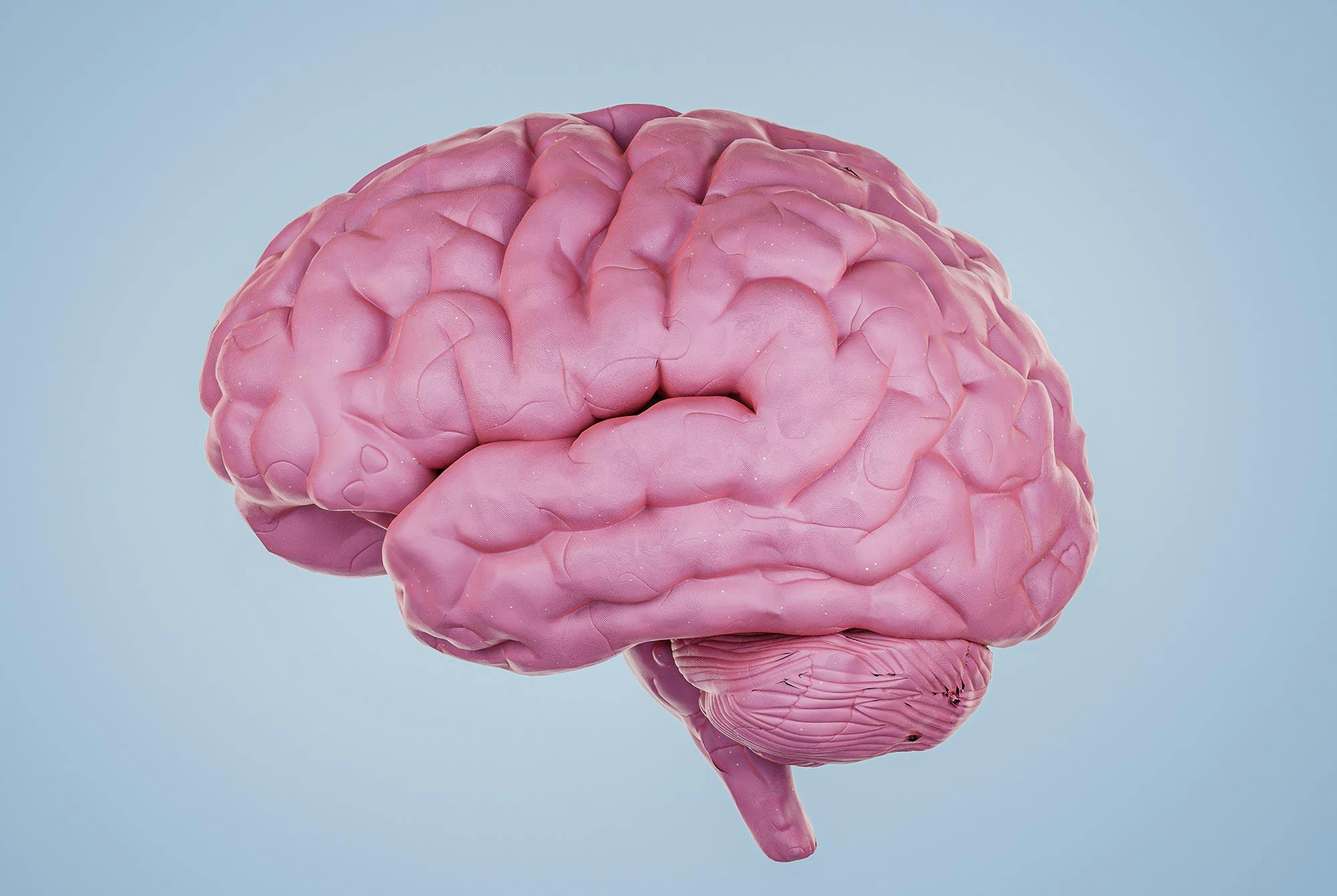 Grafik af en hjerne. Den påvirkes meget op til og under en orgasme.