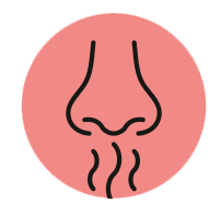 Valkovuodon väri, rakenne ja haju.