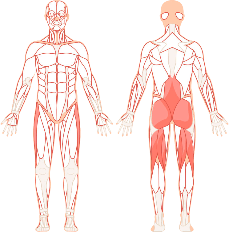 Illustration af hvilke muskler hip thrust træner