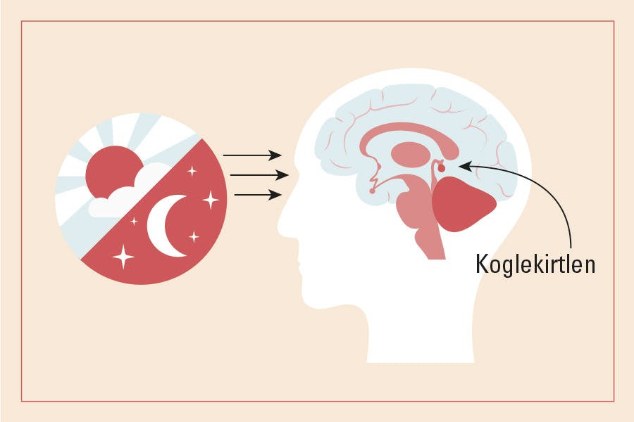 Illustration af lys, der kommer ind i øjnene – melatonin