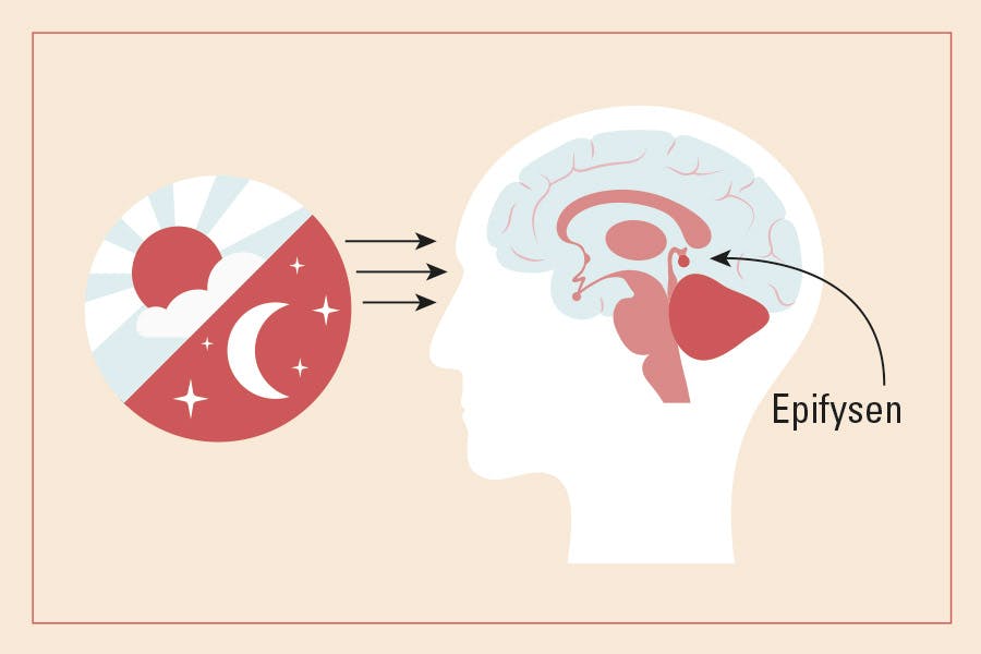 Illustrasjon av lys som kommer indn i øynene – melatonin