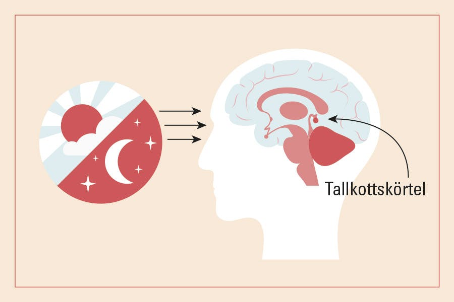 Illustration av ljus som kommer in i ögonen - melatonin