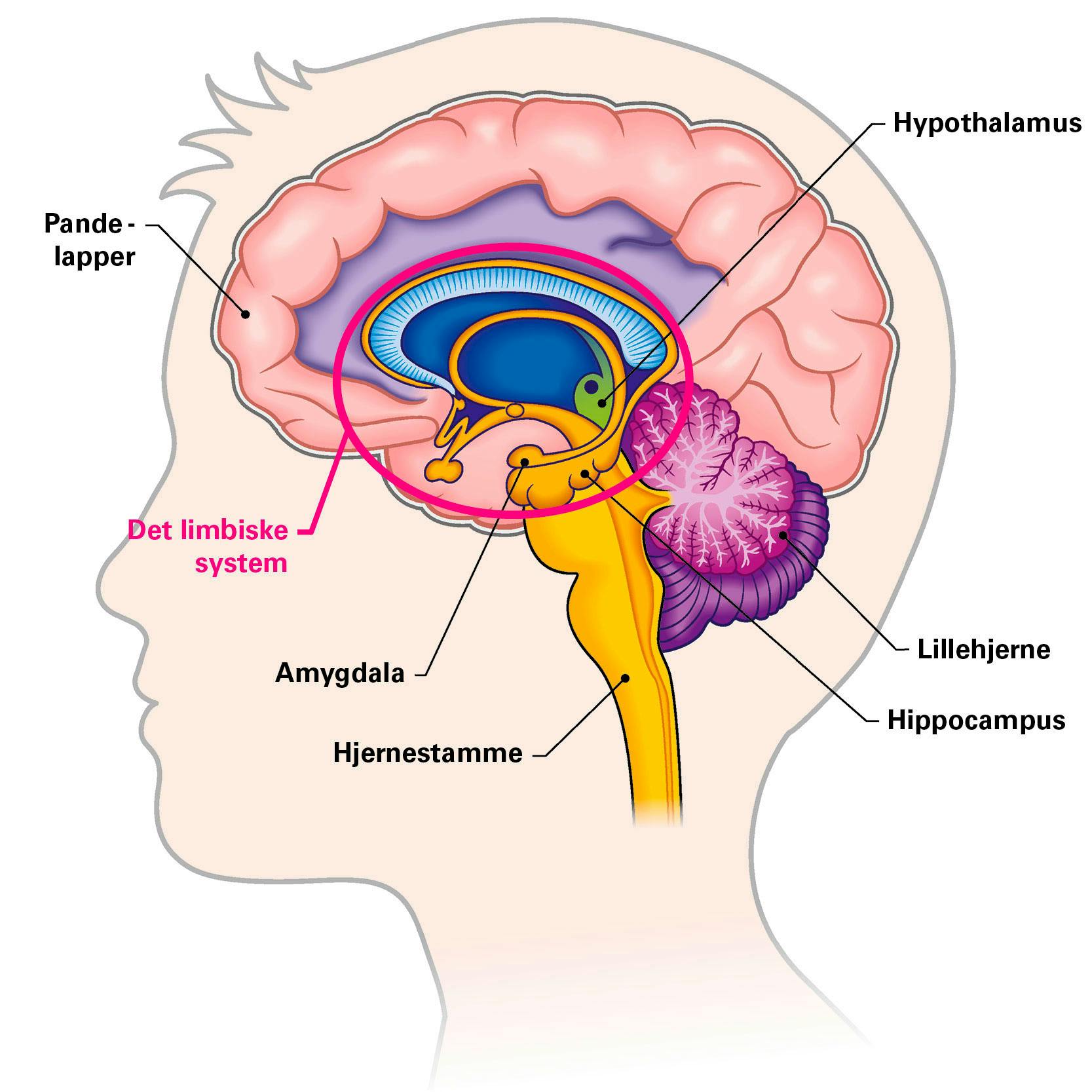 Grafik af hjernens dele