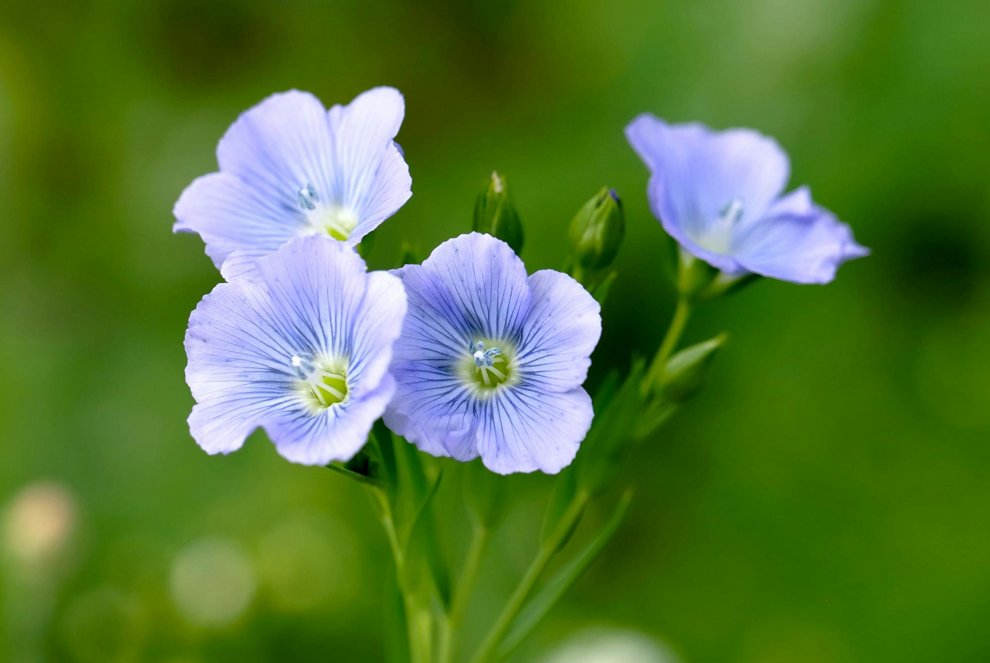 Linplante – frøene brukes som linfrön