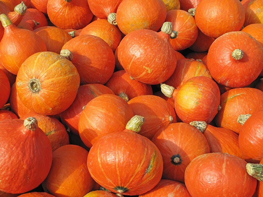 Bunke af hokkaido-græskar