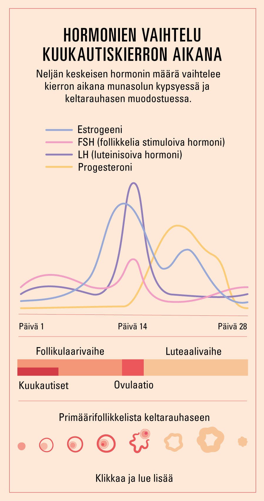 Hormonitasojen vaihtelu kierron aikana diagrammina kuvattuna.