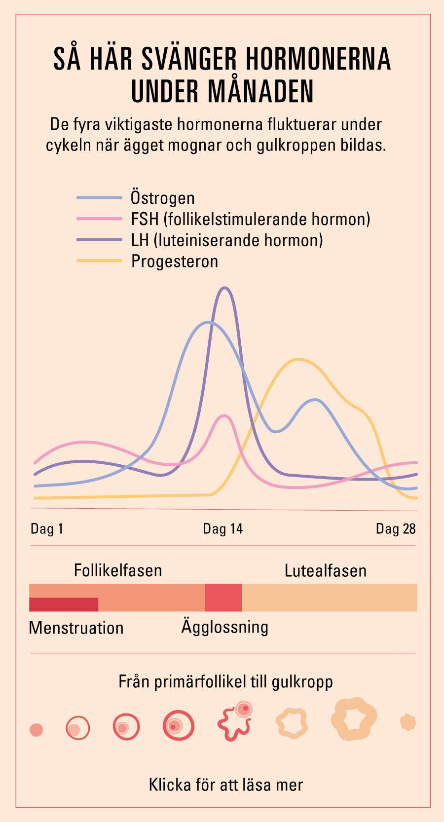 Illustrationen visar hormonnivåerna under cykeln.