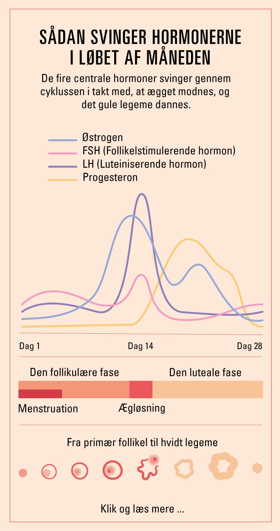 illustration viser hormonelle niveauer i cyklus