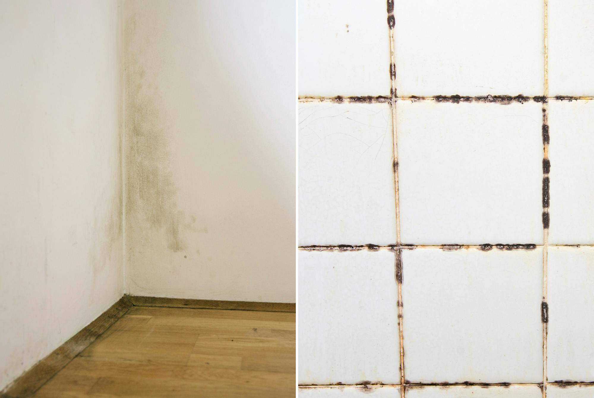 Skimmelsvamp på væg og badeværelse