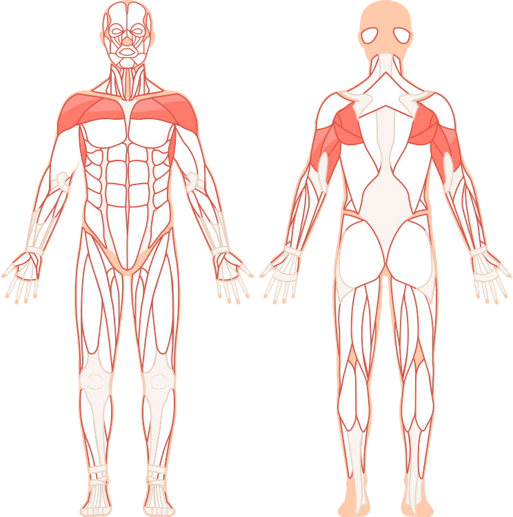 Illustrasjon av hvilke muskler skulderpressen påvirker