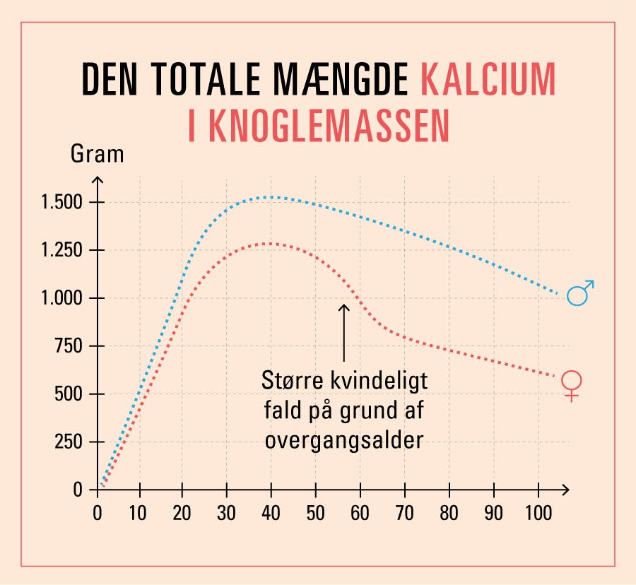 Graf, der viser, hvornår vi mister knoglemasse
