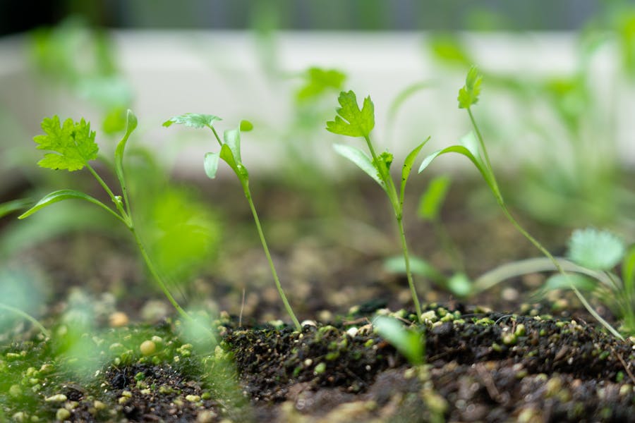 Korianterin versoja maassa.