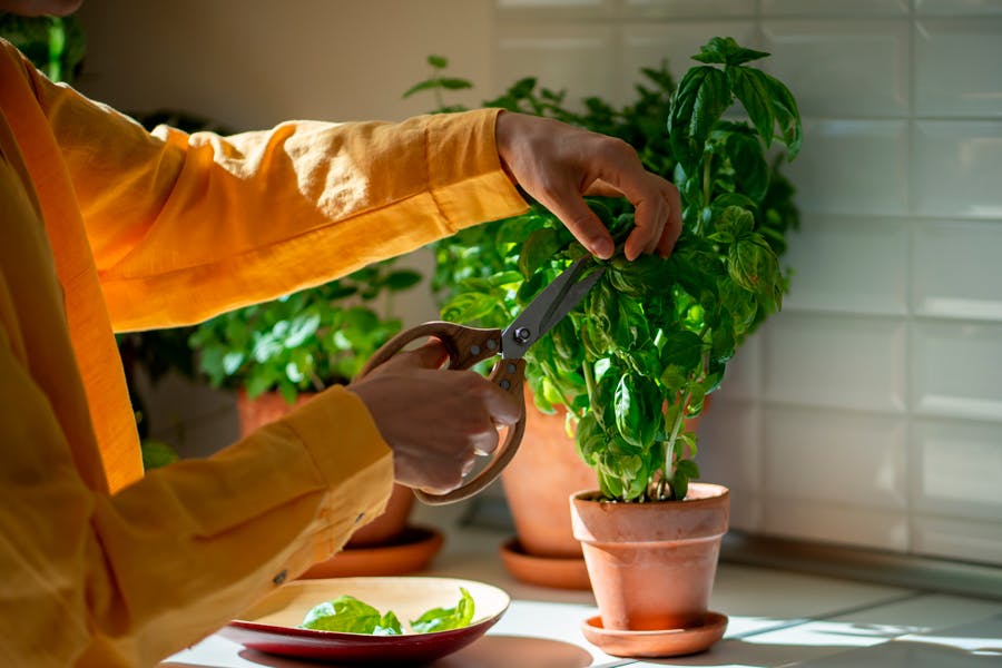 Kvinne som klipper basilikumplante
