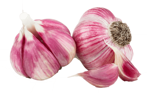 Det hårdnakkede hvidløg