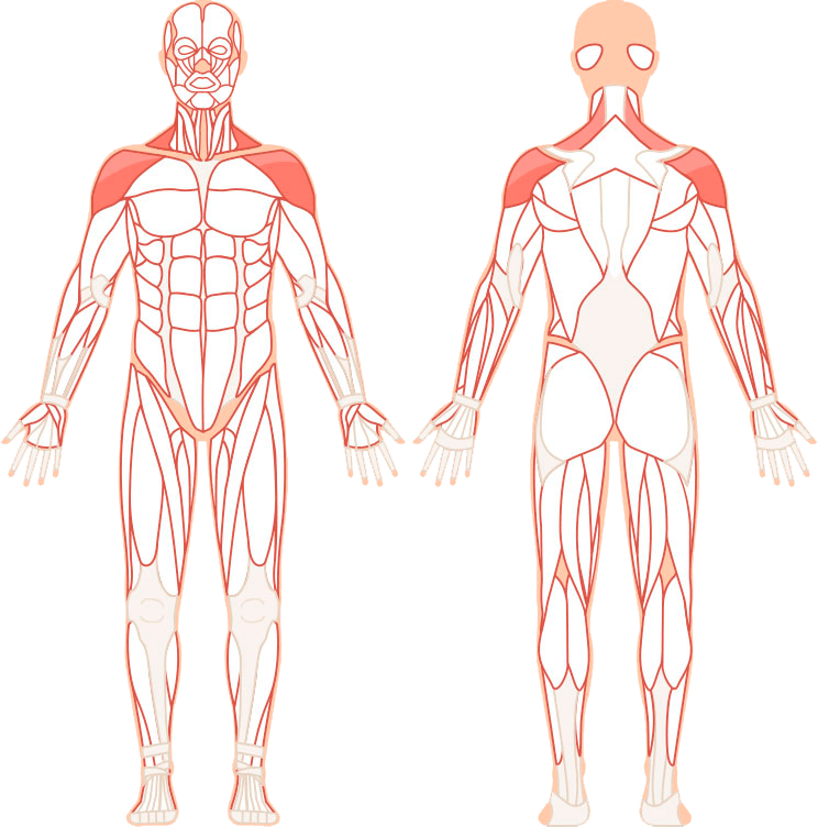 Illustrasjon av hvilke muskler sidehev påvirker