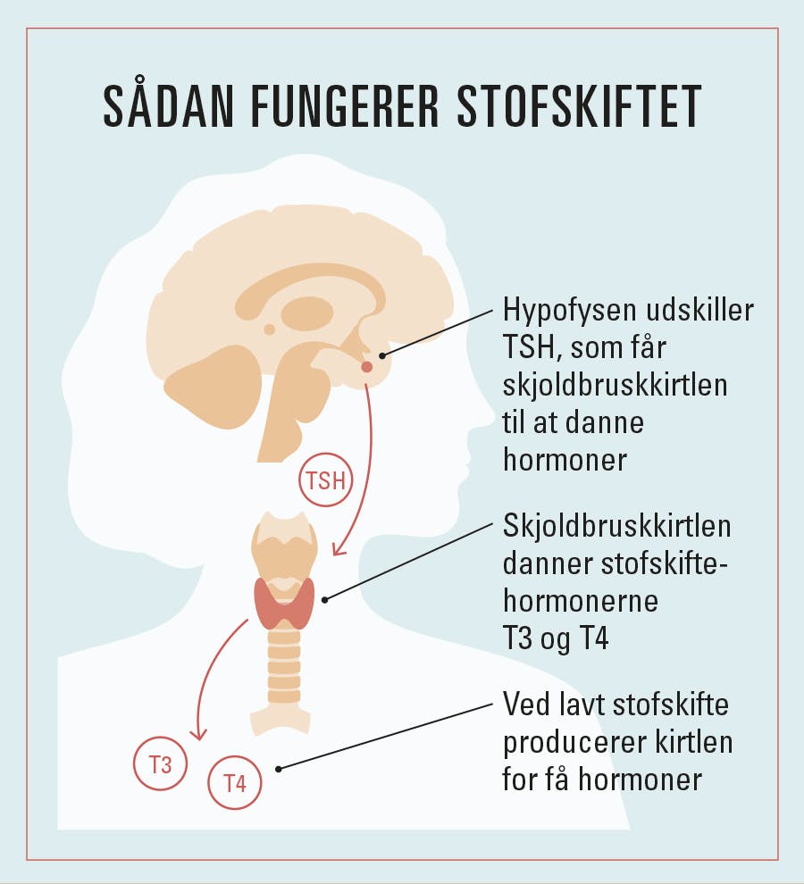 Lavt stofskifte grafik