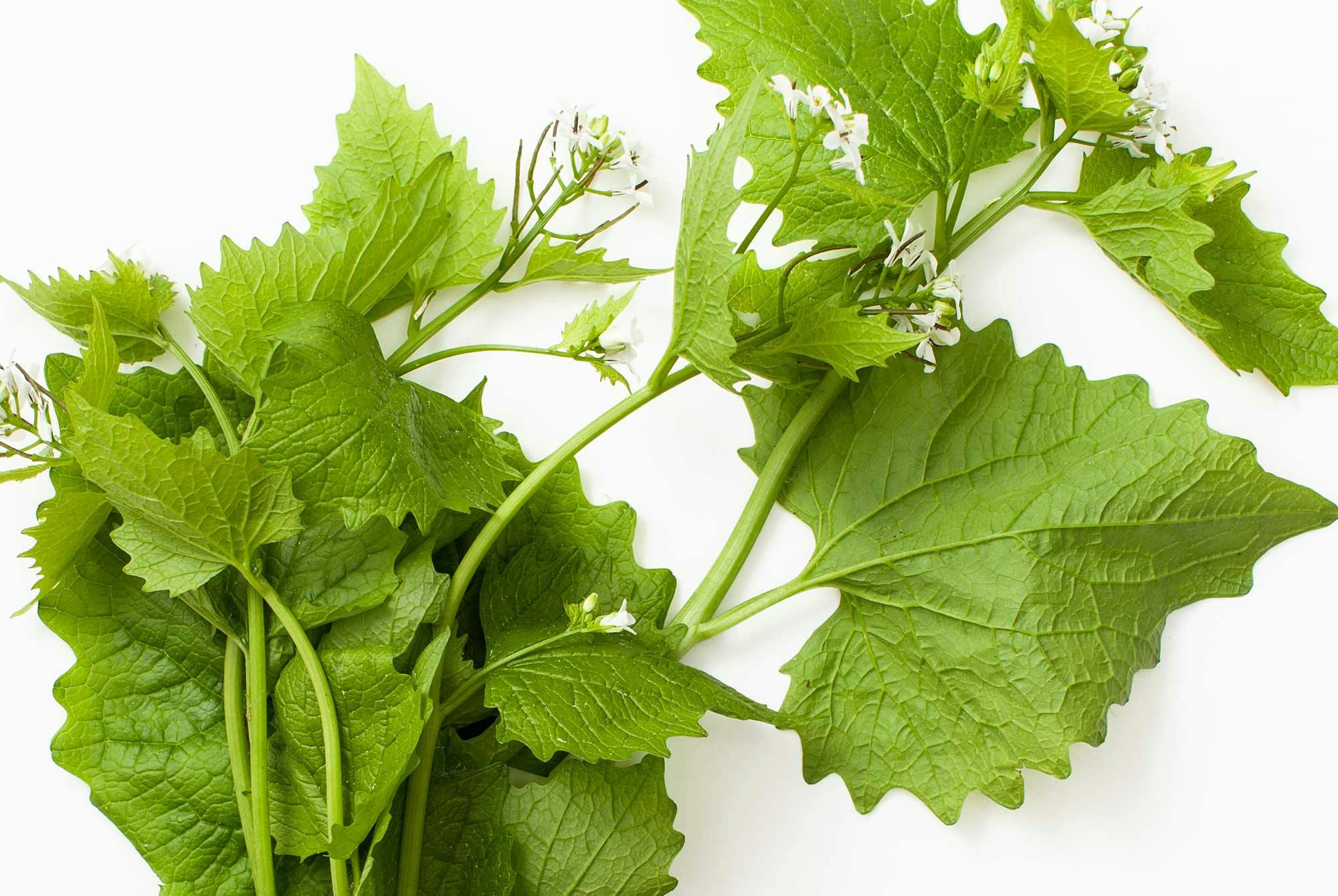 Löktrav känns igen på sin lökdoft, hjärtformade blad med tandade kanter och små vita blommor.