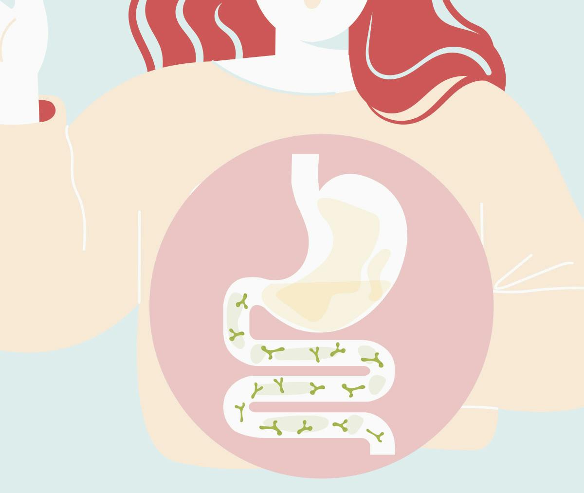 Piirroskuva, jossa maitohappobakteerit lisääntyvät vatsassa.