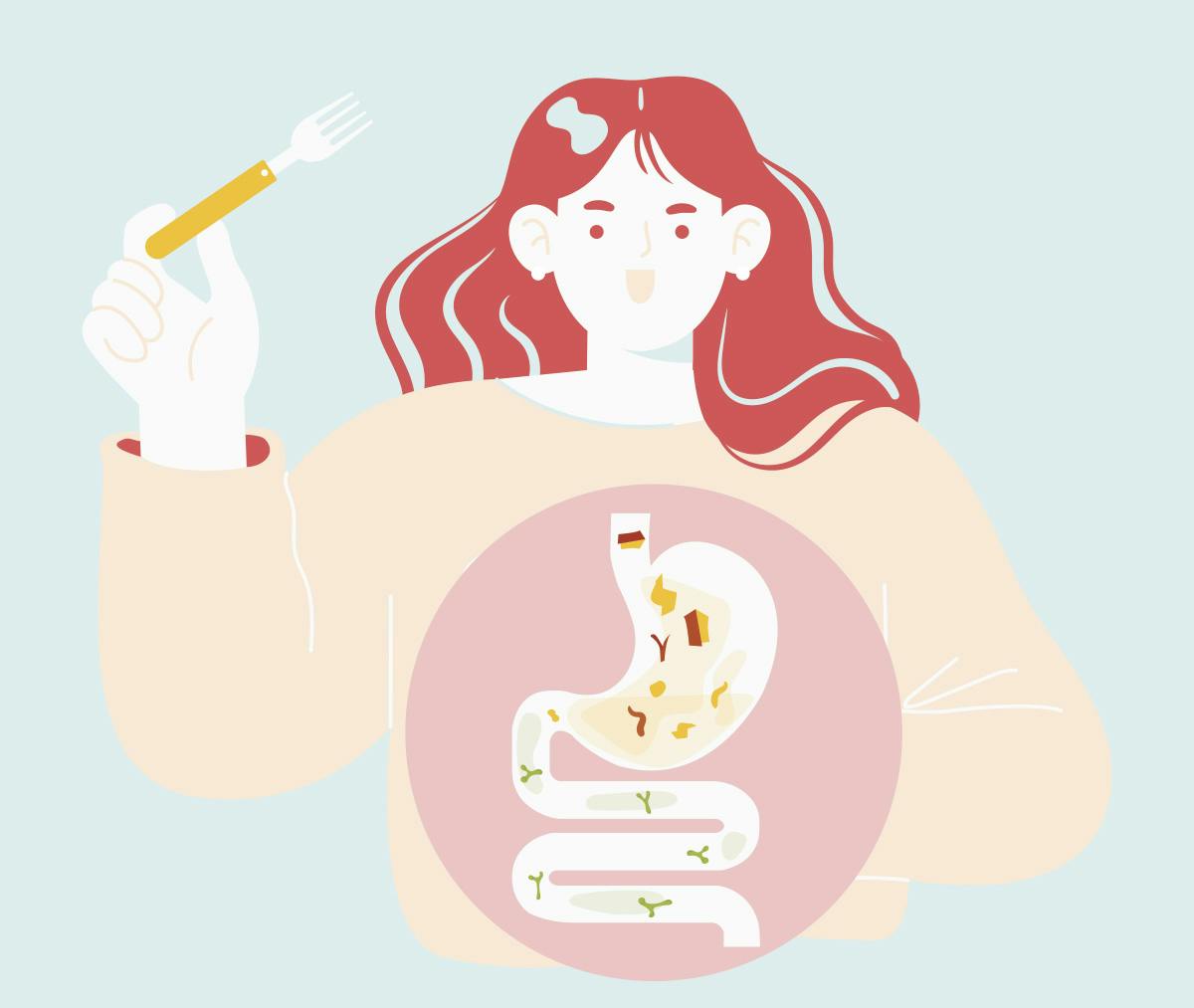 Maitohappobakteerit saavat ravintoa kuidusta.