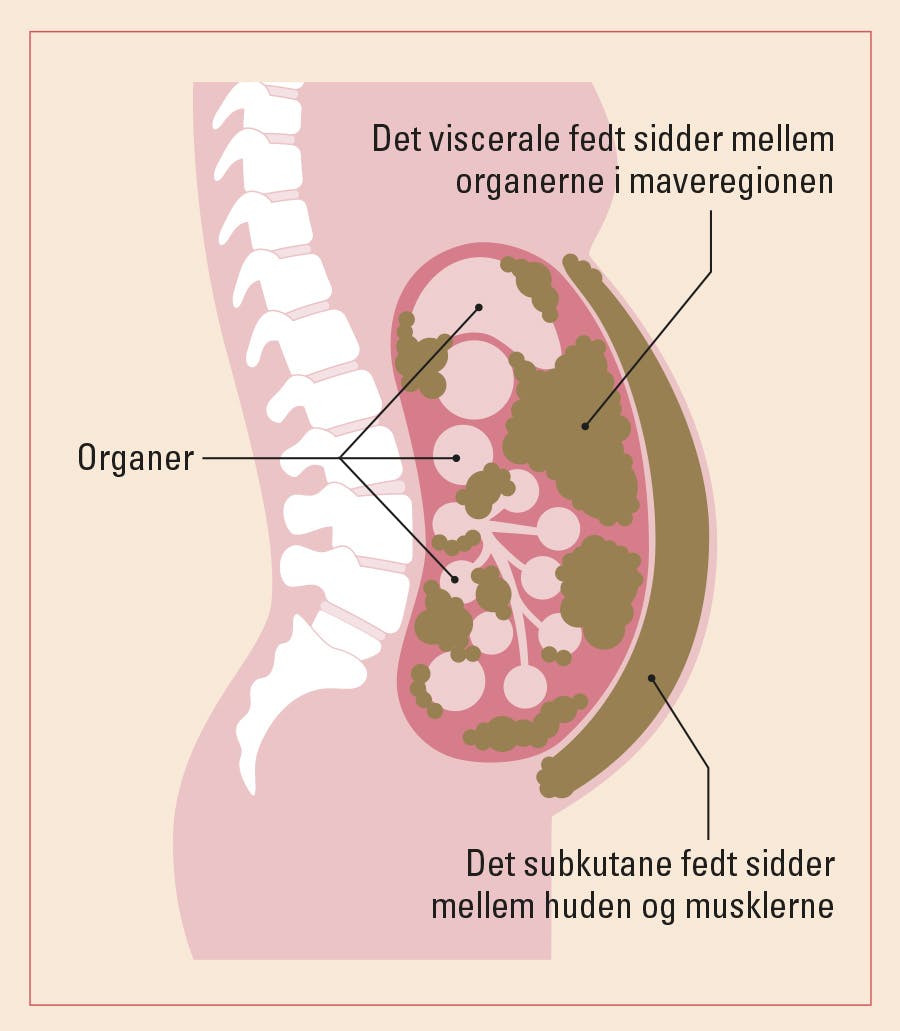 illustration viser fordeling mellem indre og ydre fedt – fedtprocent kvinder