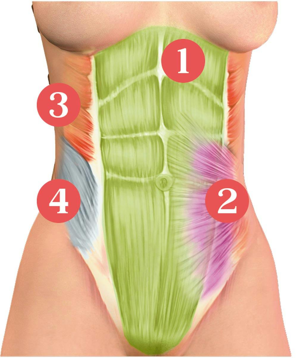 Magmuskler, illustration – raka, djupa och sneda