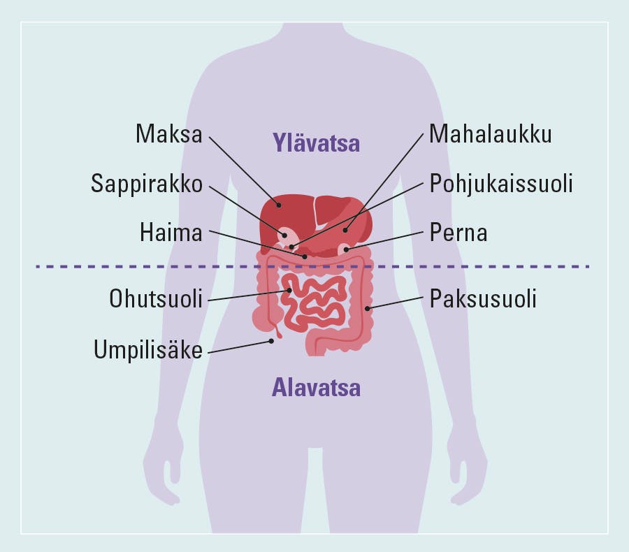 grafiikka ylä- ja alavatsan elimistä